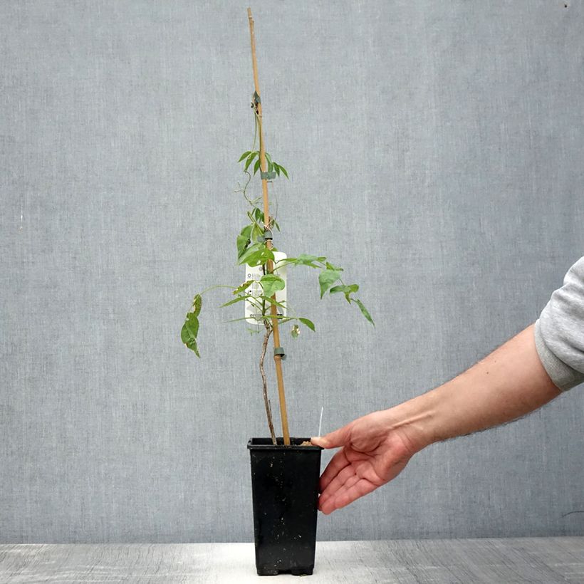 Wisteria frutescens var. macrostachya Blue Moon 2L/3L pot sample as delivered in summer