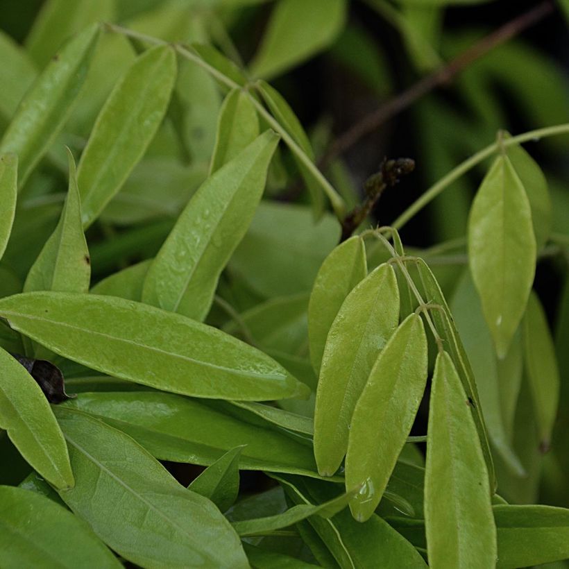 Millettia japonica Satsuma (Foliage)