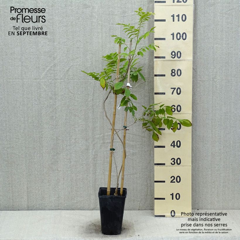 Wisteria sinensis Blue Line 2L/3L pot sample as delivered in summer