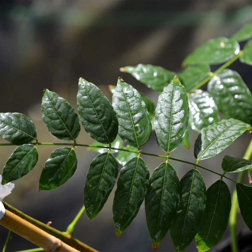 Wisteria sinensis Alba (Foliage)