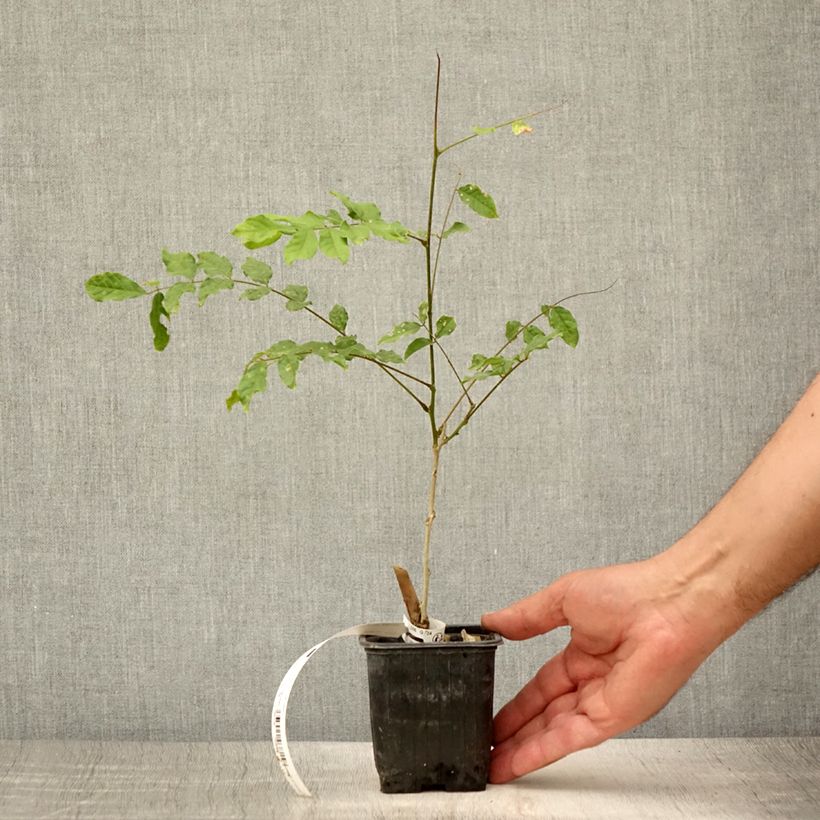 Wisteria sinensis Alba 8/9 cm pot sample as delivered in summer