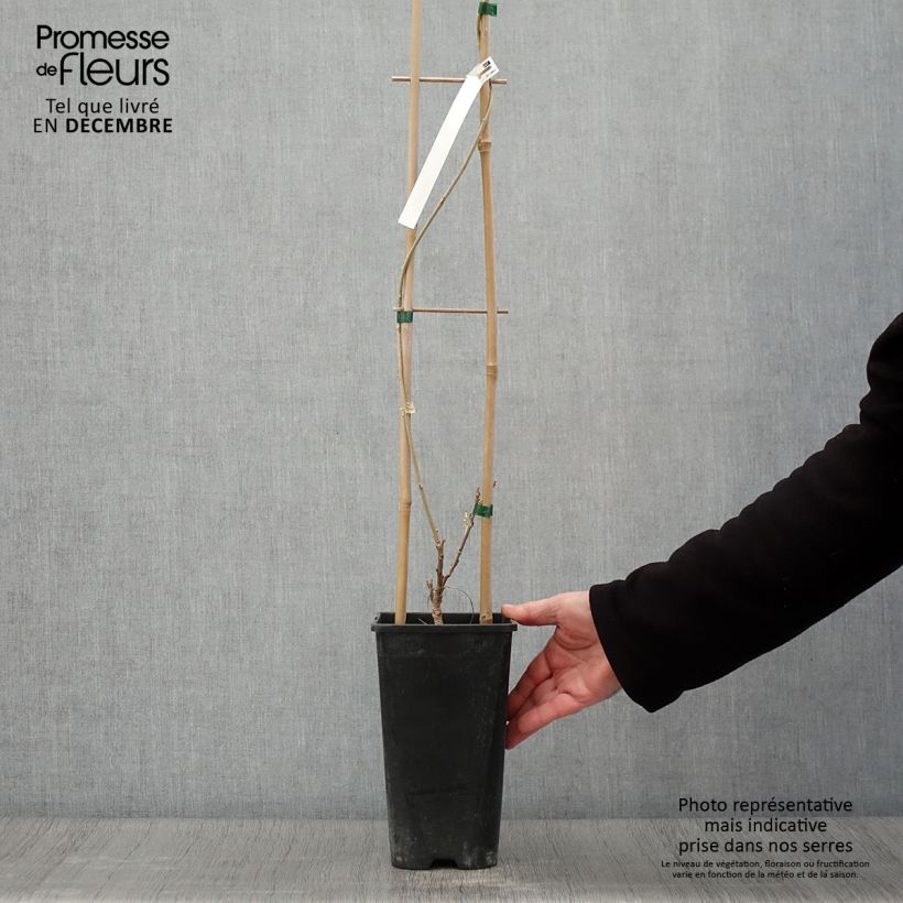 Wisteria sinensis Flore Pleno 3L/4L pot sample as delivered in autumn