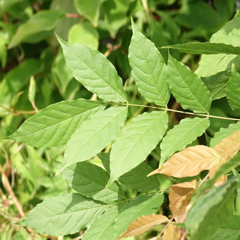 Wisteria sinensis Flore Pleno (Foliage)