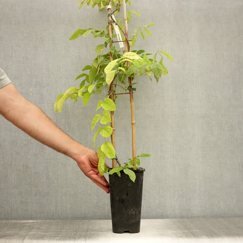 Wisteria sinensis  2L/3L pot sample as delivered in summer