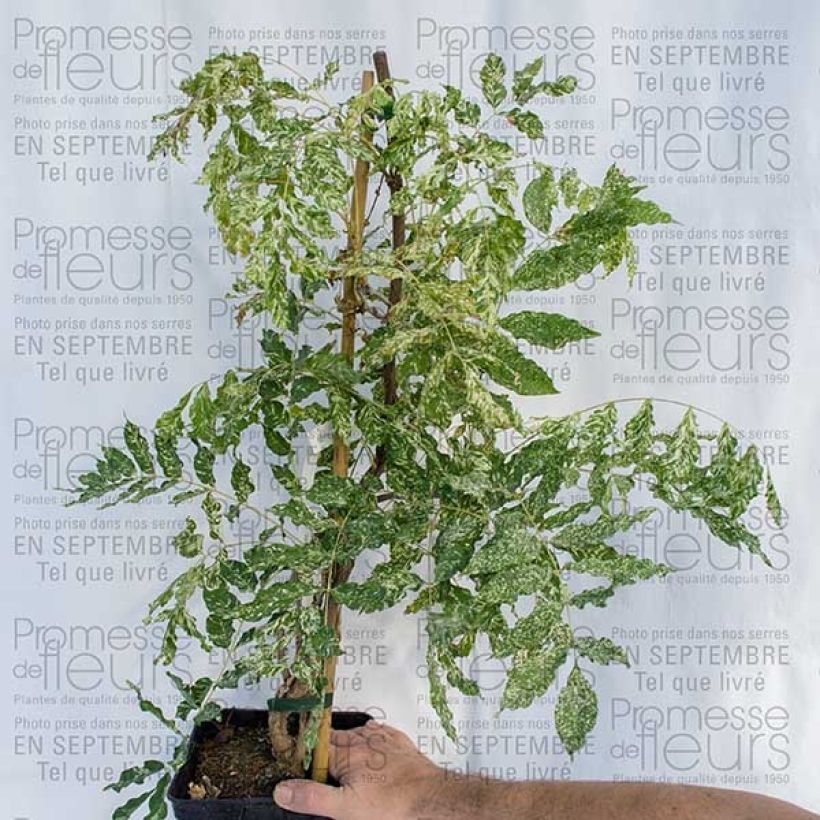 Example of Wisteria floribunda Variegata 2L/3L pot specimen as delivered