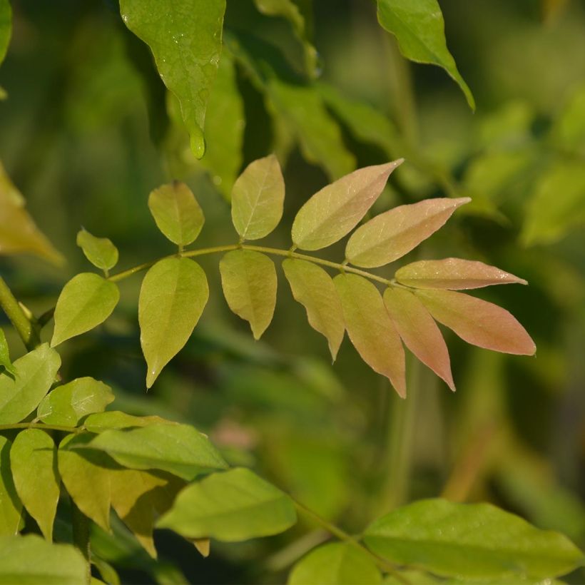 Wisteria floribunda Alba (Foliage)