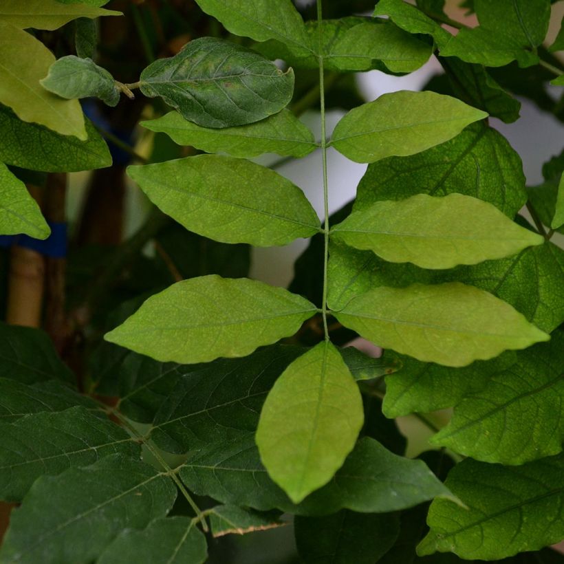 Wisteria floribunda Domino (Foliage)