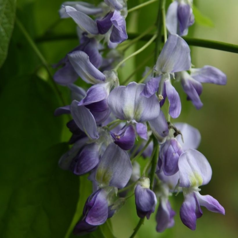 Wisteria floribunda Domino (Flowering)