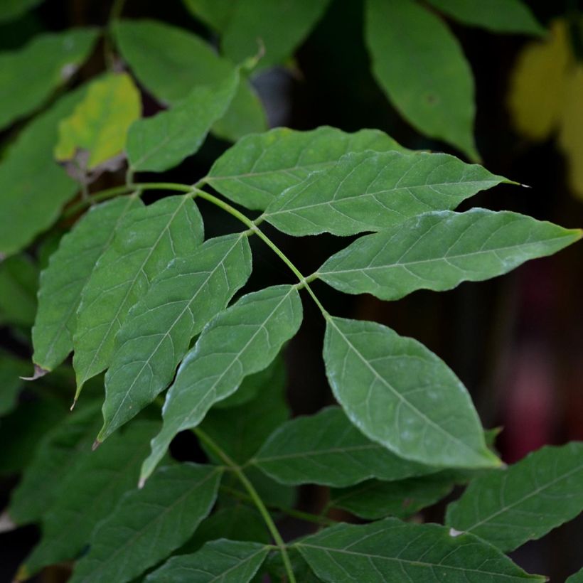 Wisteria floribunda Honbeni (Foliage)