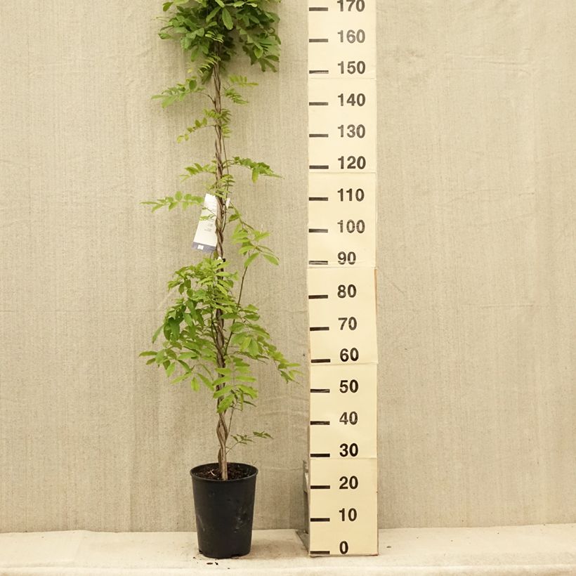 Wisteria floribunda Shiro-noda 4L/5L pot sample as delivered in summer