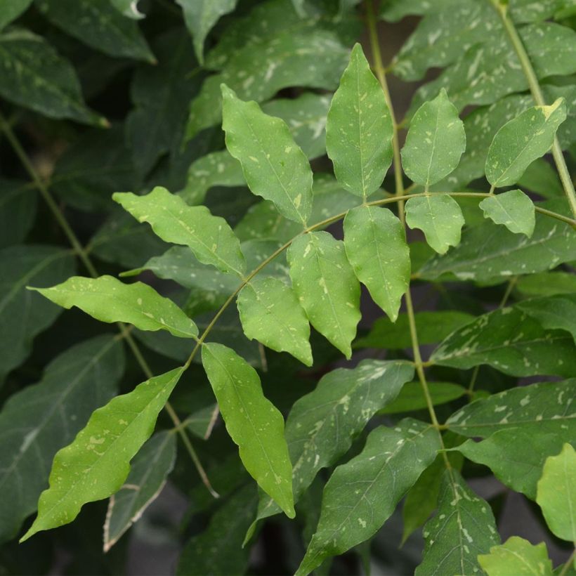 Wisteria floribunda Variegata (Foliage)