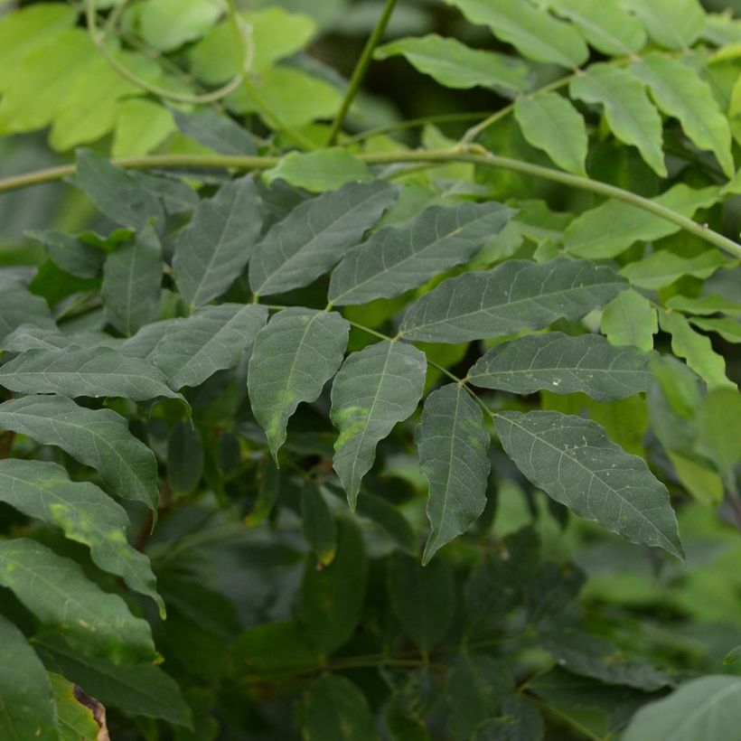 Wisteria floribunda Violacea Plena (Foliage)