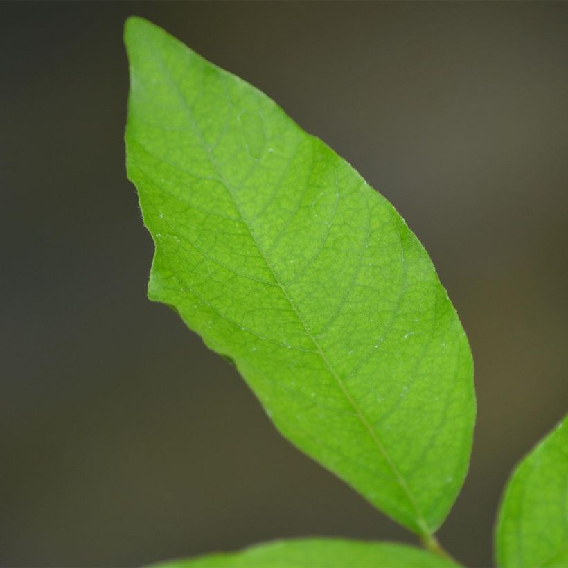 Wisteria venusta (Foliage)