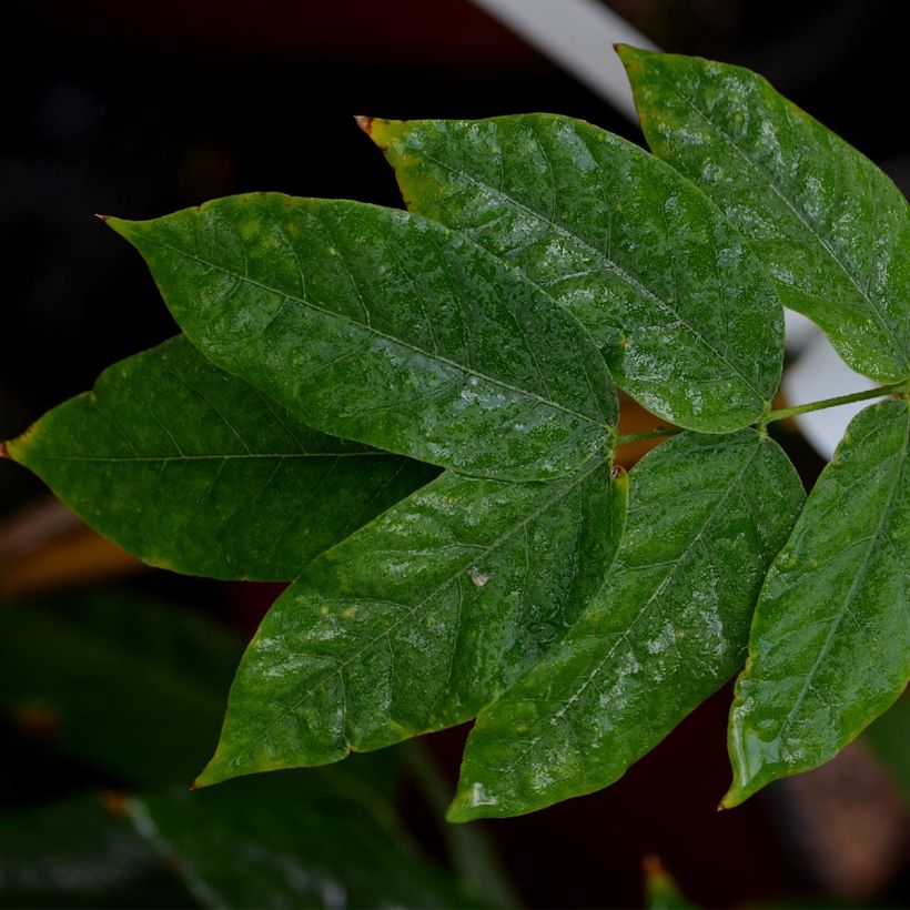 Wisteria venusta Okayama (Foliage)