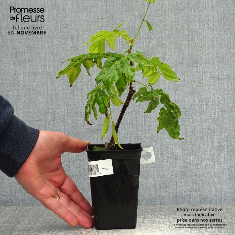 Wisteria GRANDE DIVA NATHALIE 1L/1.5L pot sample as delivered in autumn