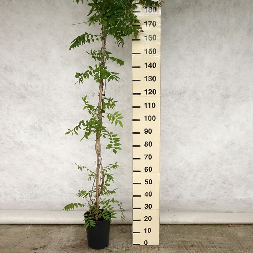 Wisteria floribunda Lawrence 6L/7L pot sample as delivered in summer