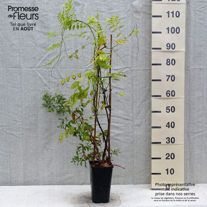 Wisteria floribunda Ed's Blue Dragon 2L/3L pot sample as delivered in summer