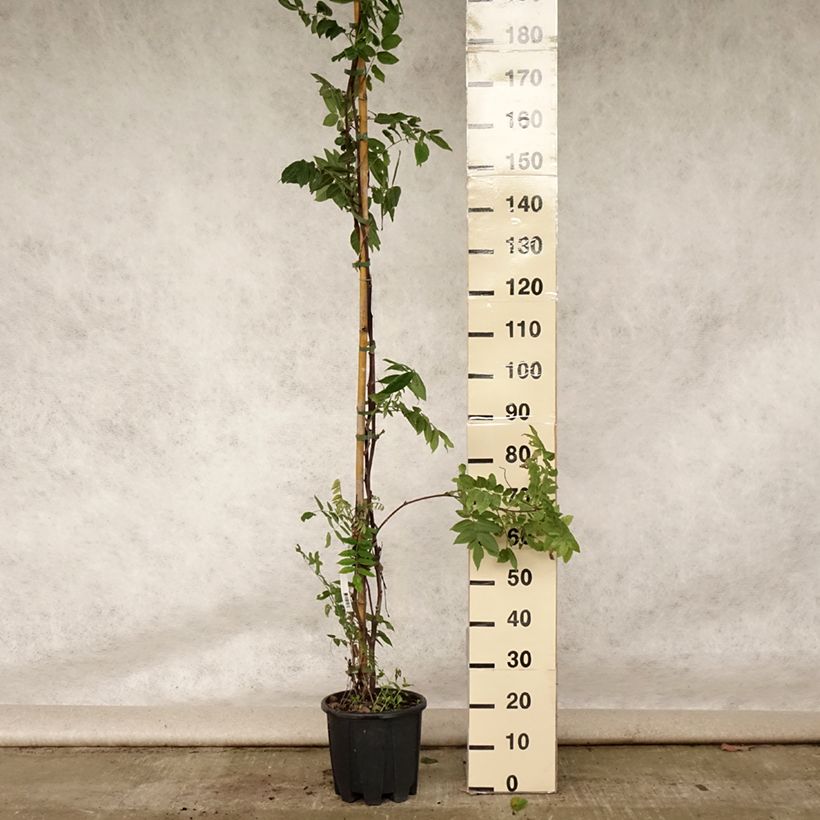 Wisteria brachybotrys Yokohama Fuji 7.5L/10L pot sample as delivered in summer
