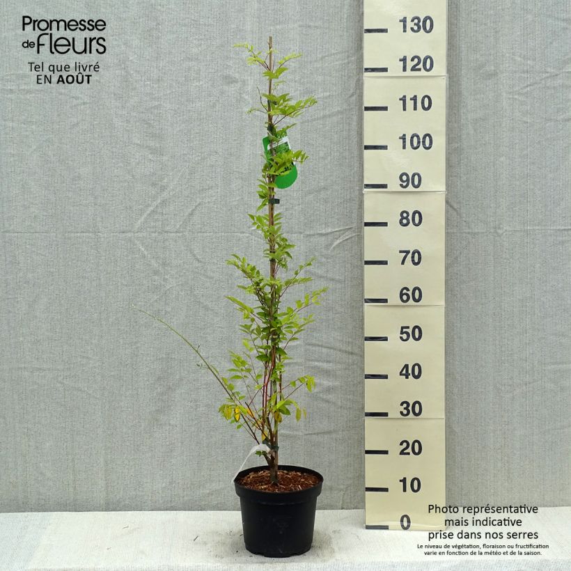 Wisteria frutescens Longwood Purple 3L/4L pot sample as delivered in summer