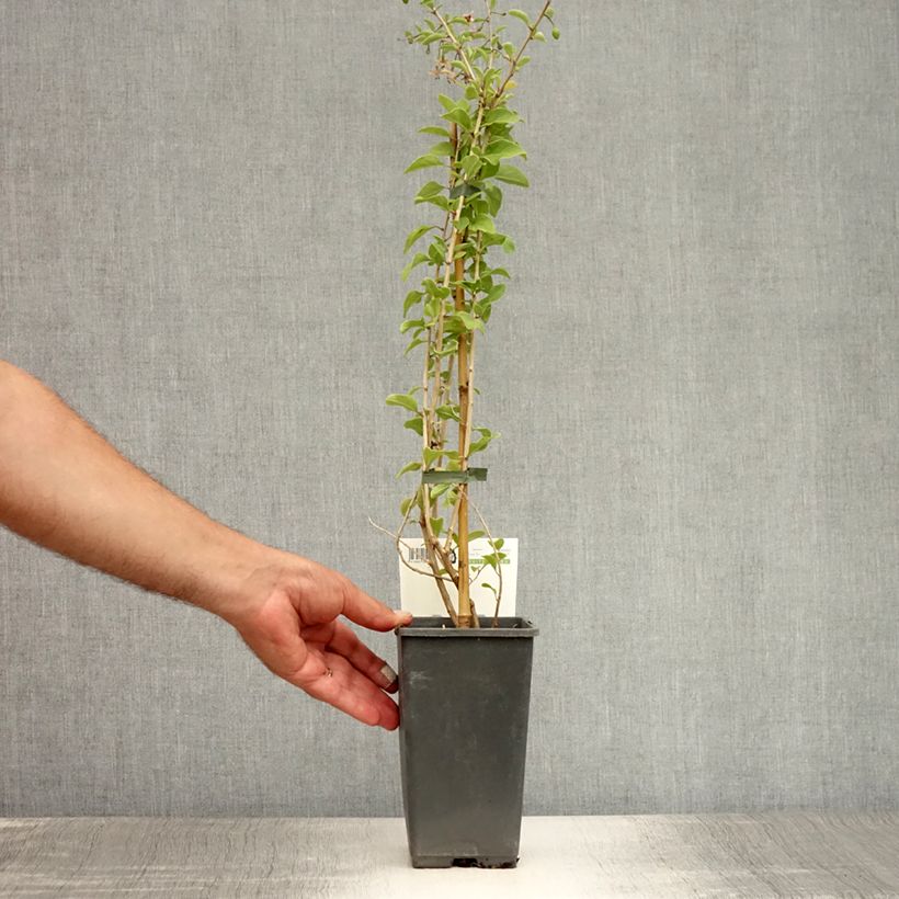 Lycium barbarum Big Lifeberry 1.5L/2L pot, Clump sample as delivered in summer