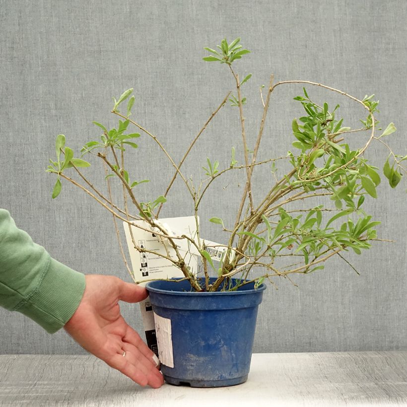 Lycium barbarum Gojidelys 2L/3L pot, Clump sample as delivered in summer