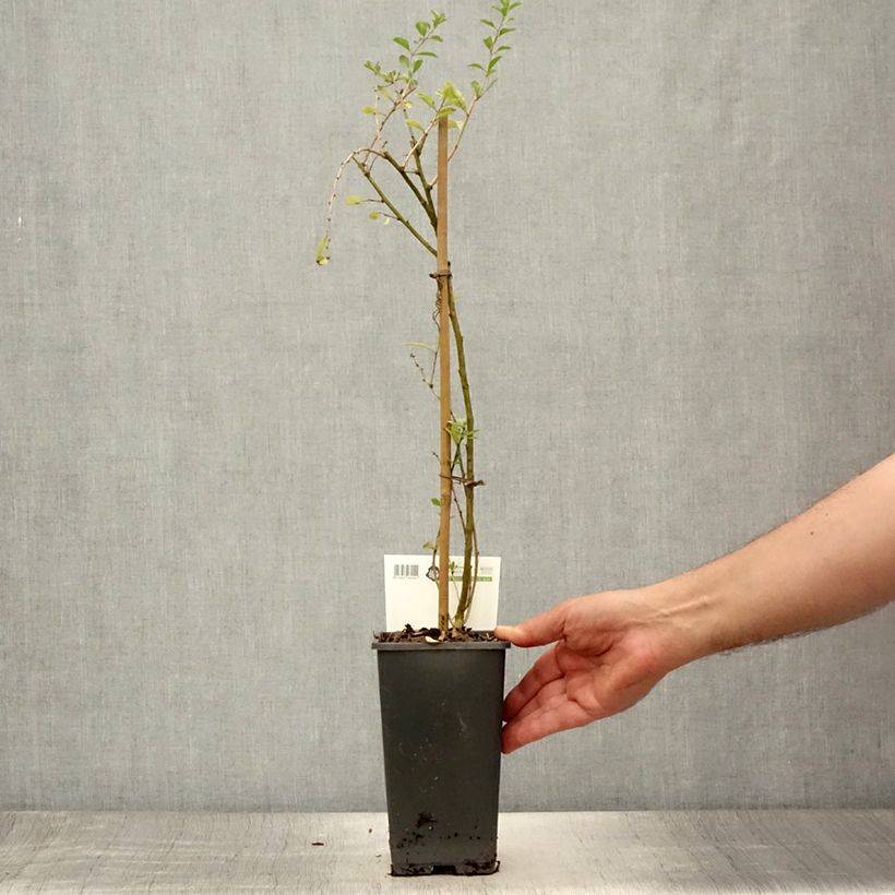 Lycium barbarum 1.5L/2L pot, Bush sample as delivered in summer