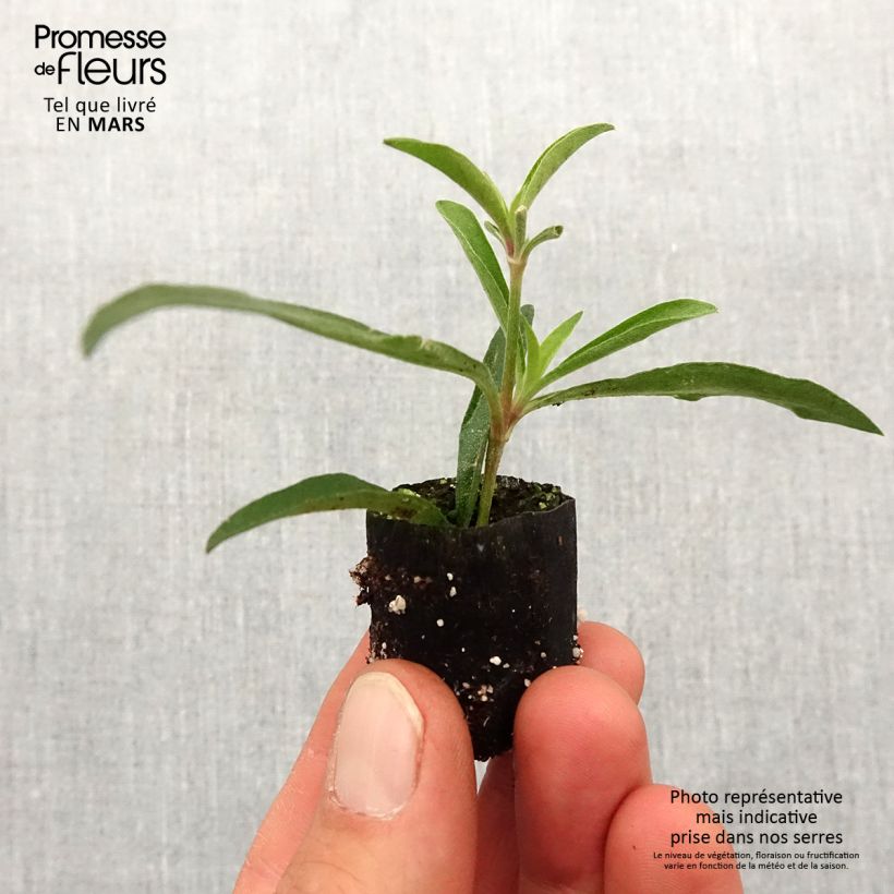 Gomphrena pulchella Truffula Pink Plug plant 1.5/2.5 cm sample as delivered in spring