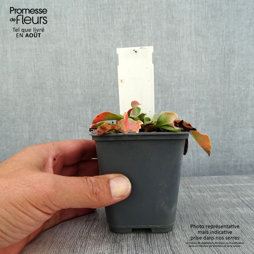 Goniolimon collinum 8/9 cm pot sample as delivered in summer