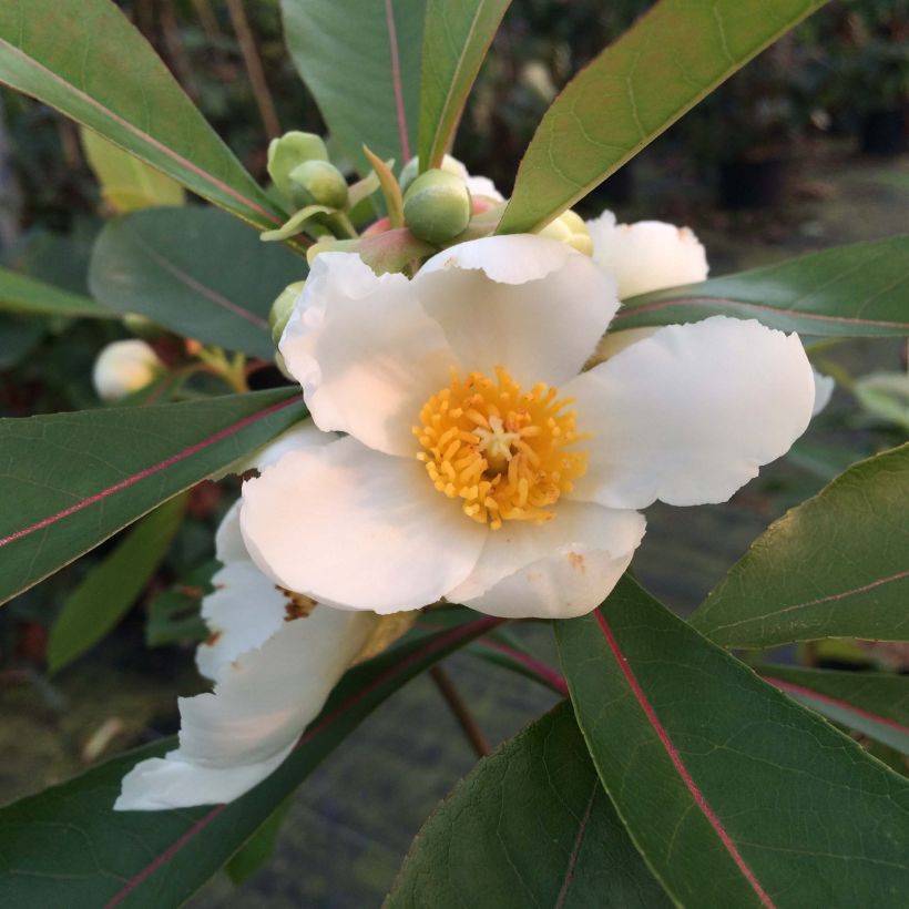 Gordlinia grandiflora (Flowering)