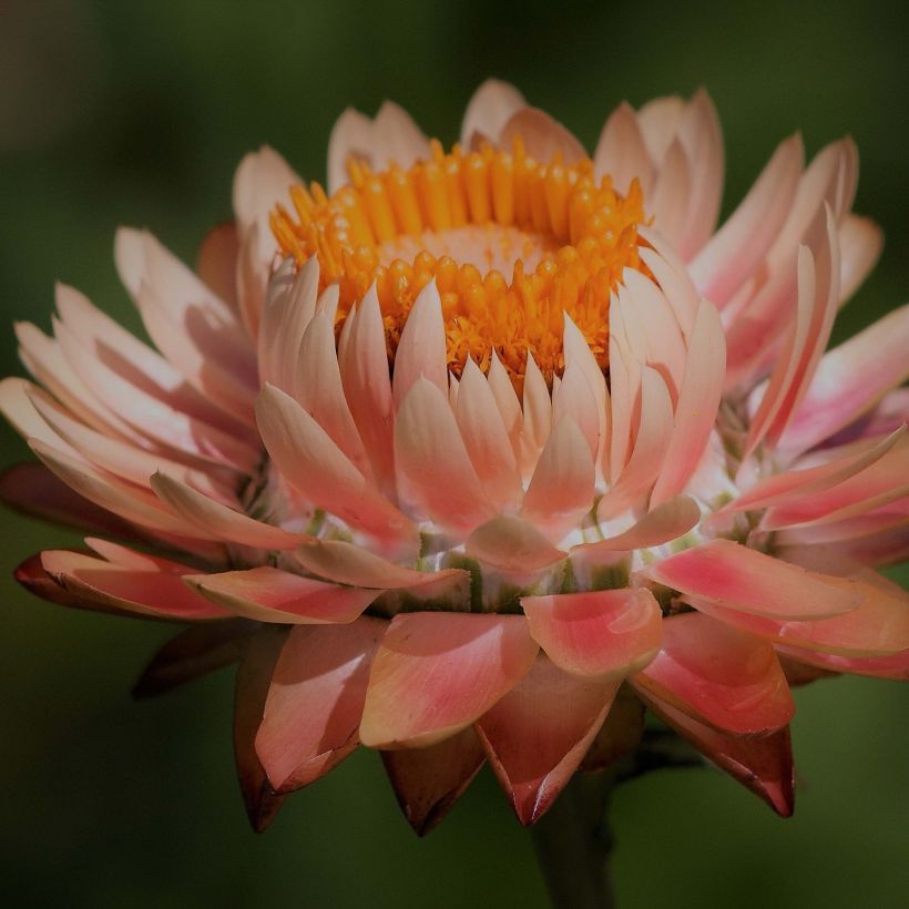 Strawflower Double Salmon Seeds - Helychrysum monstruosum (Flowering)