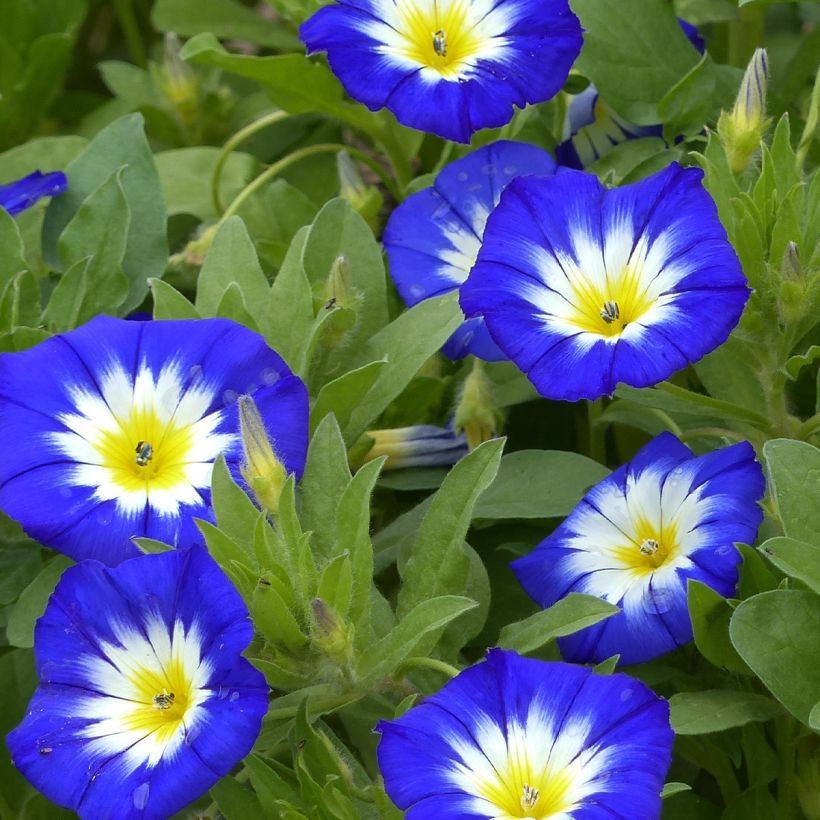 Blue Morning Glory - Convolvulus tricolor Royal Ensign seeds (Flowering)