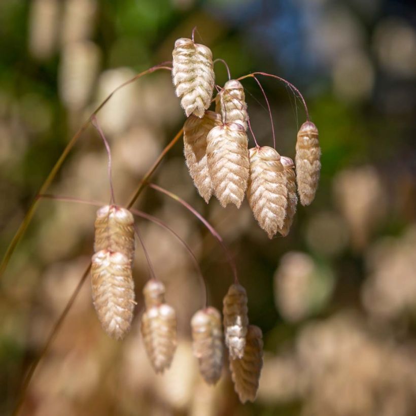 Briza maxima (Flowering)