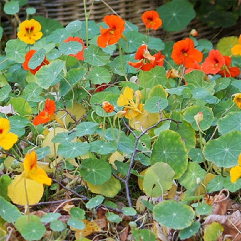 Tropaeolum Tom Thumb - Dwarf Nasturtium seeds in a mix (Foliage)