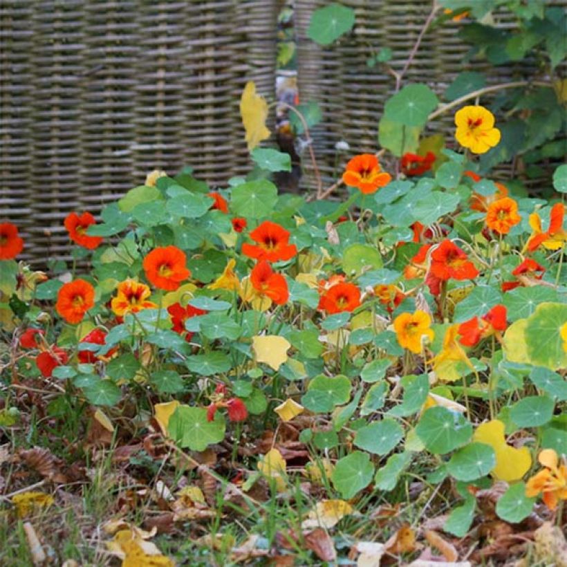 Tropaeolum Tom Thumb - Dwarf Nasturtium seeds in a mix (Plant habit)