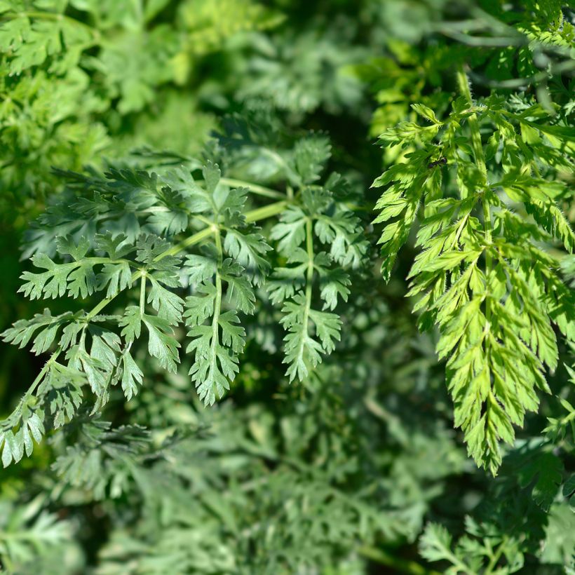 Wild carrot seeds - Daucus carota (Foliage)