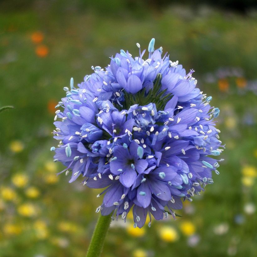 Gilia capitata - Blue-thimble-flower seeds (Flowering)