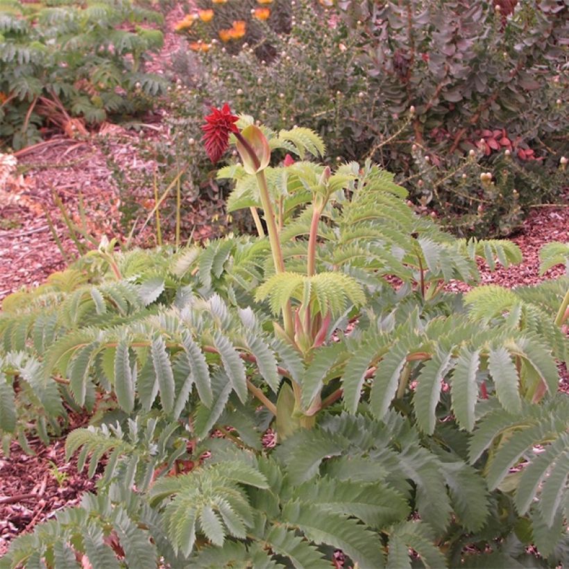 Melianthus major - seeds (Plant habit)
