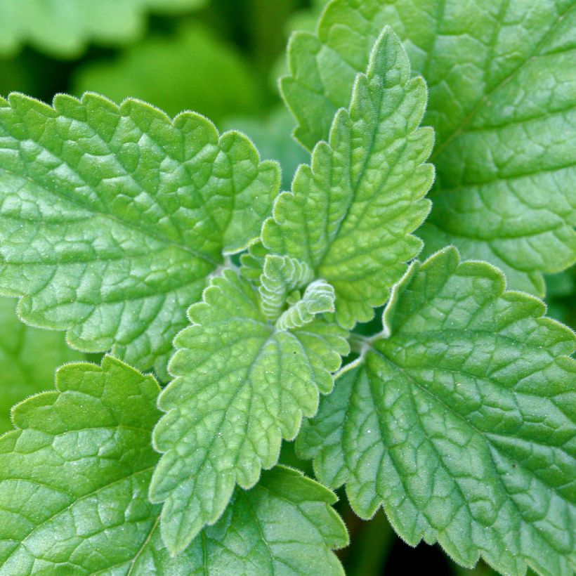 Nepeta cataria Seeds - Catnip (Foliage)