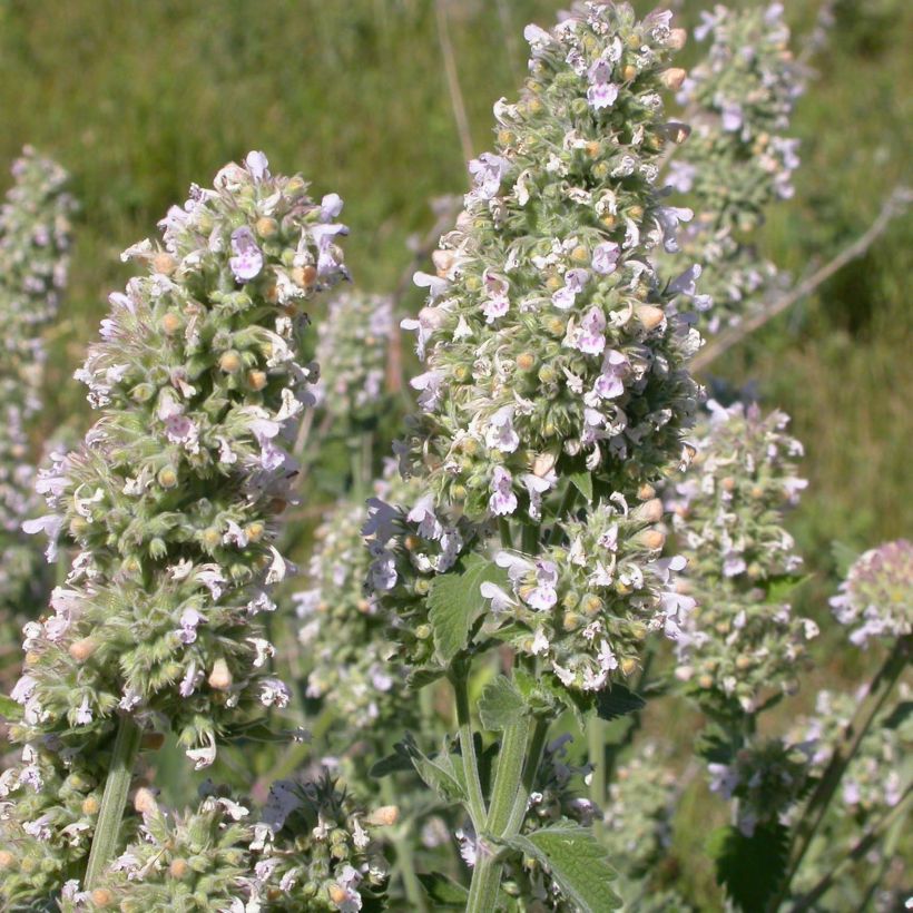 Nepeta cataria Seeds - Catnip (Flowering)