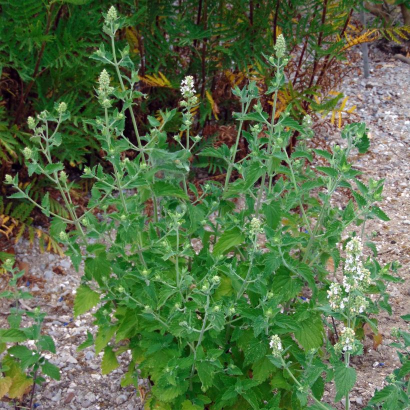 Nepeta cataria Seeds - Catnip (Plant habit)