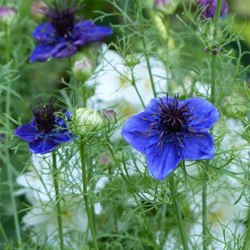 Nigella Midnight Blue - seeds (Flowering)