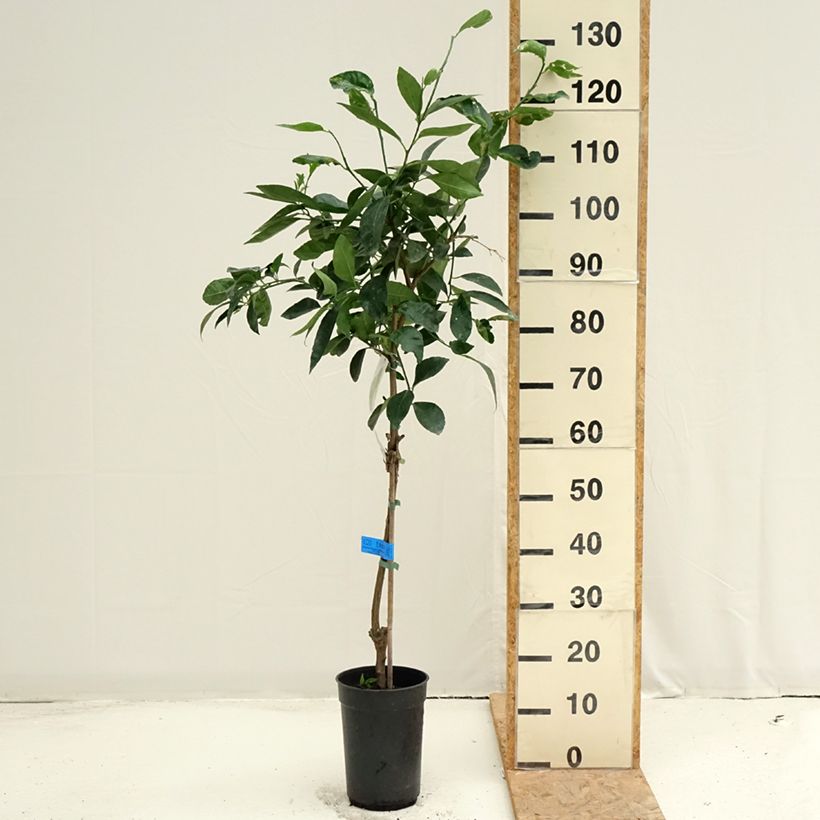 Large Lime - Citrus latifolia 3L/4L pot, Clump sample as delivered in summer