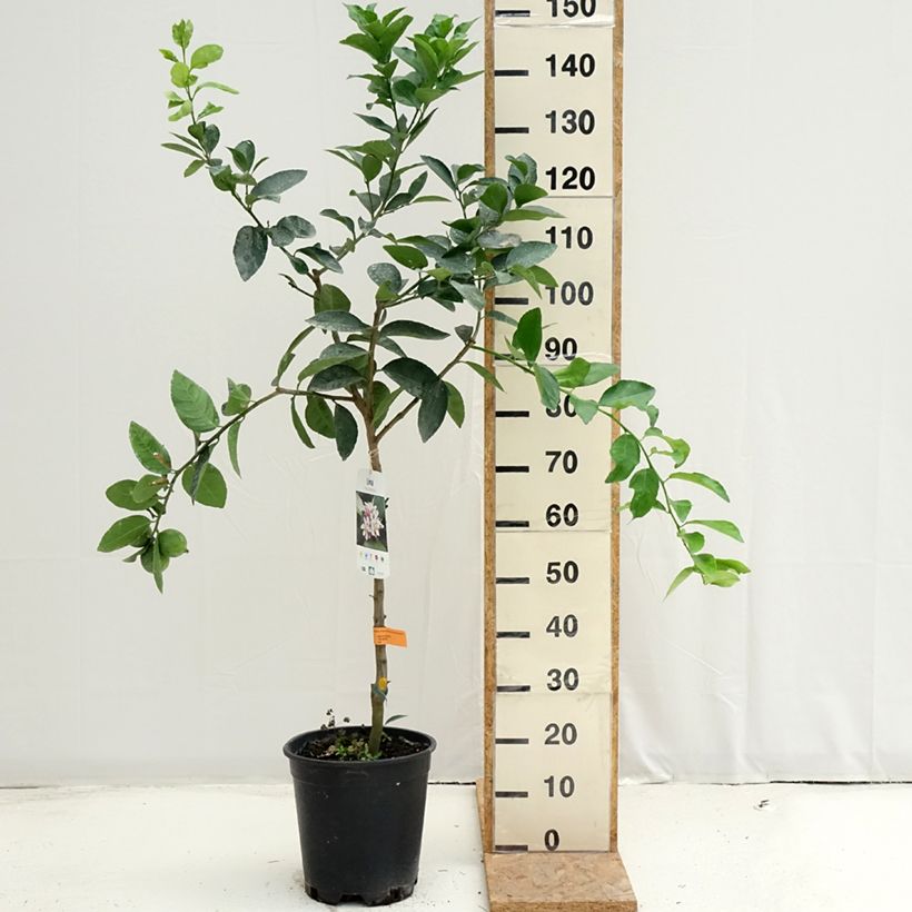 Large Lime - Citrus latifolia 7.5L/10L pot, Half standard sample as delivered in summer