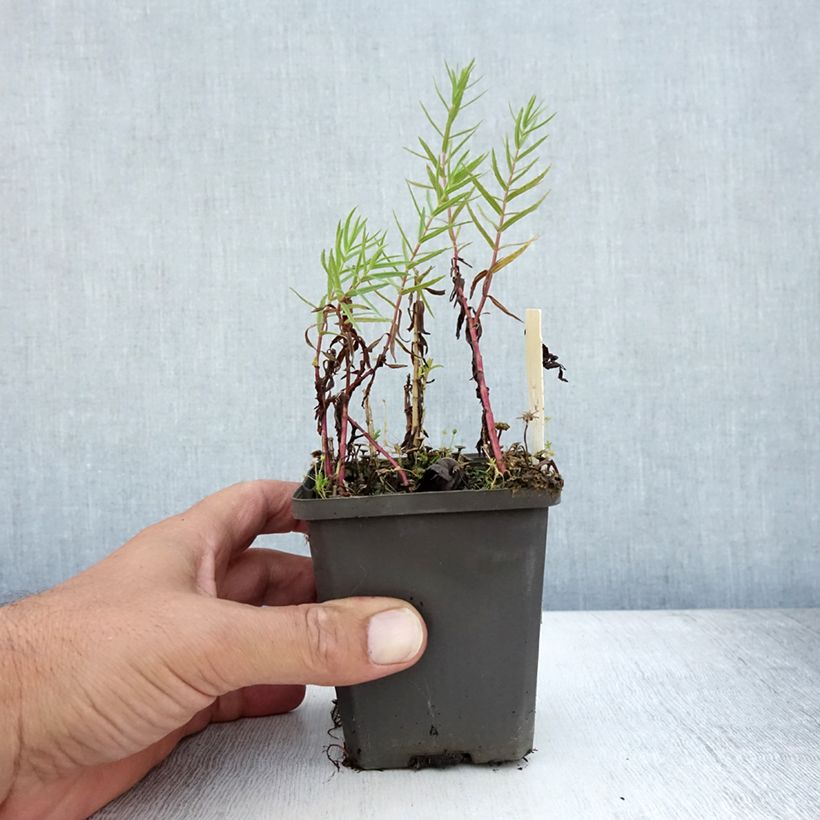 Gratiola officinalis 8/9 cm pot sample as delivered in summer