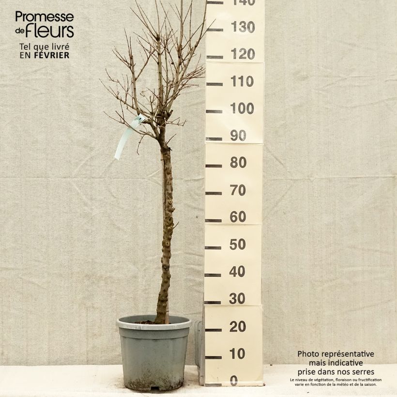 Punica granatum California Sunset - Pomegranate 7.5L/10L pot sample as delivered in winter