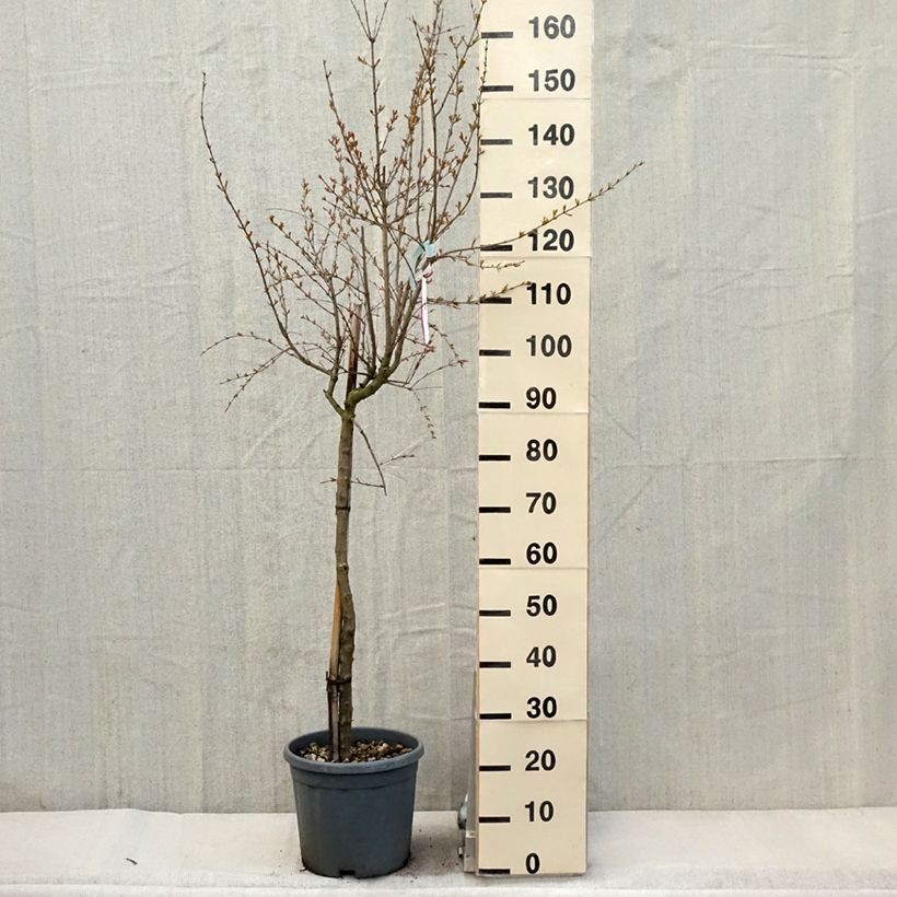 Punica granatum California Sunset - Pomegranate 7.5L/10L pot sample as delivered in spring