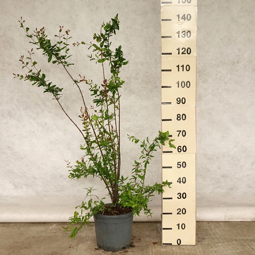 Punica granatum Noshi Shibari - Pomegranate 7.5L/10L pot, Bush sample as delivered in summer