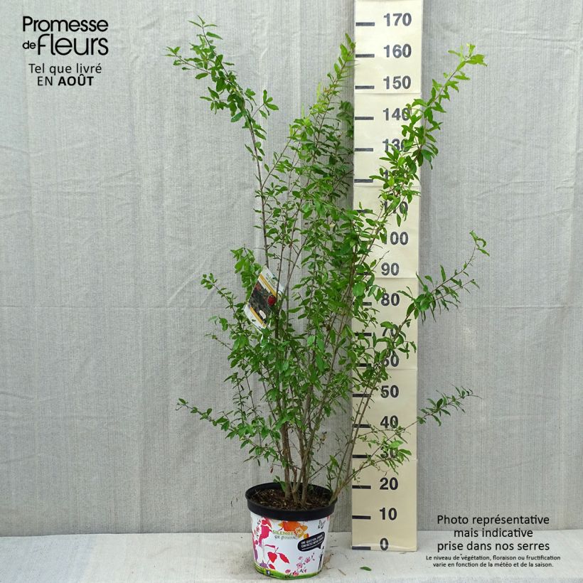 Punica granatum f. plena - pomegranate 7.5L/10L pot sample as delivered in summer