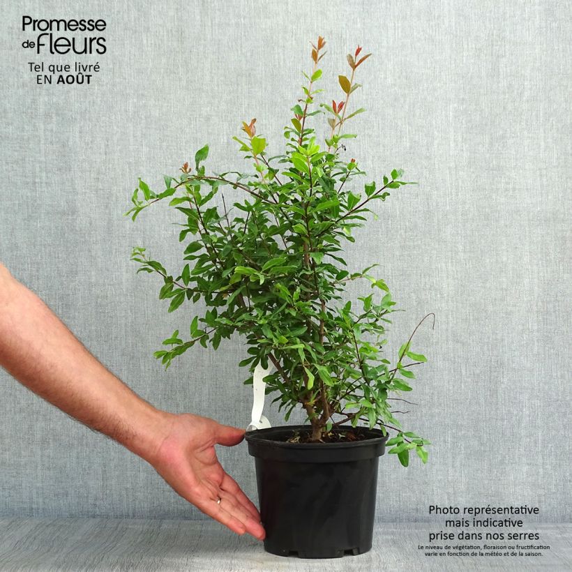 Punica granatum Fina Tendral - Pomegranate 2L/3L pot, Bush sample as delivered in summer