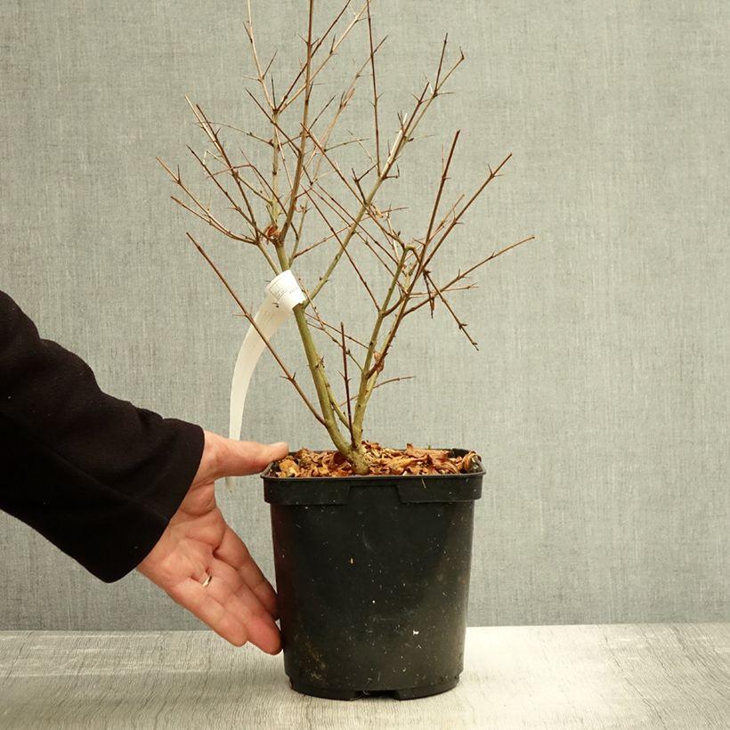 Punica granatum Parfianka - Pomegranate 3L/4L pot, Bush sample as delivered in autumn